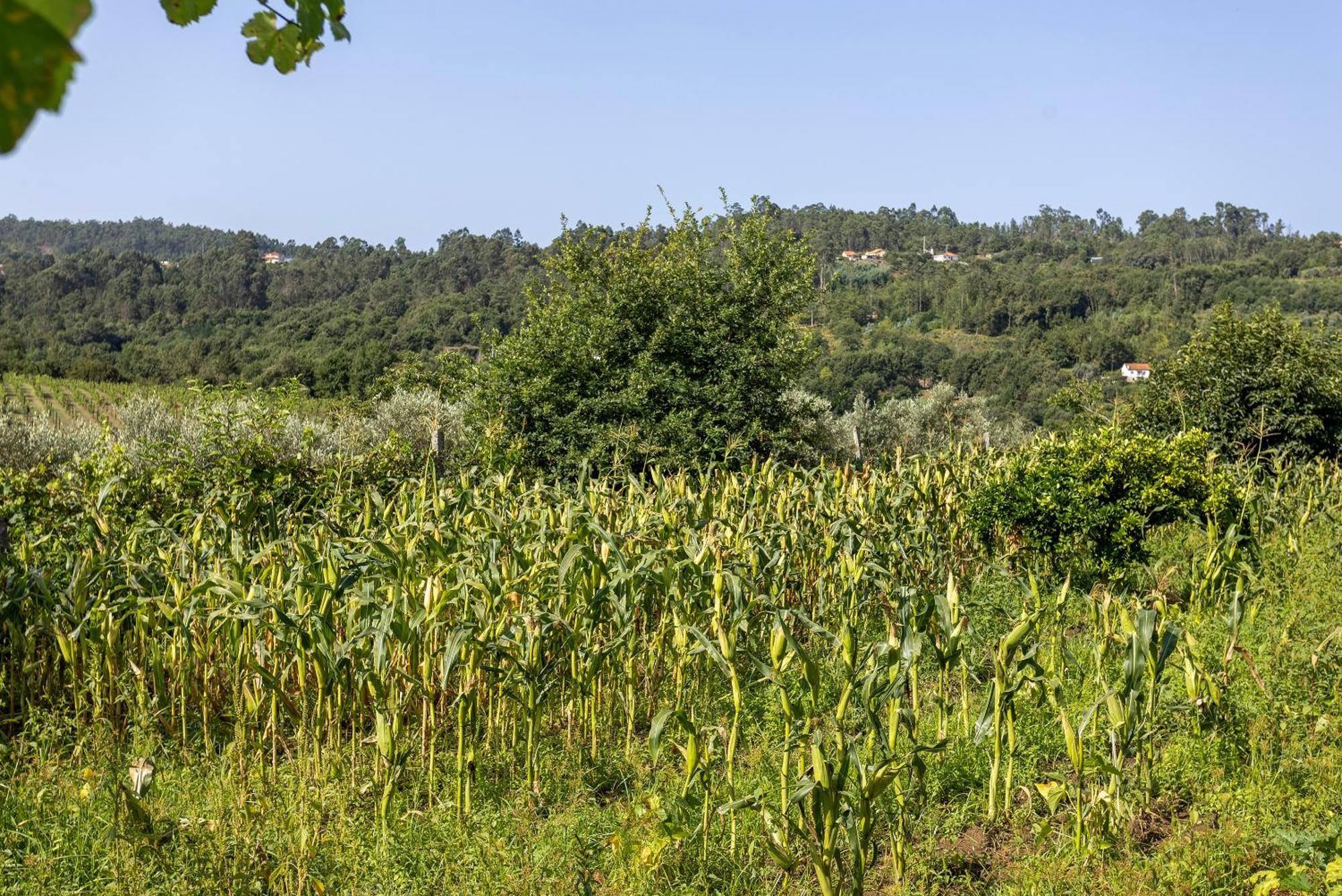 Quinta Da Comenda São Pedro do Sul Zewnętrze zdjęcie