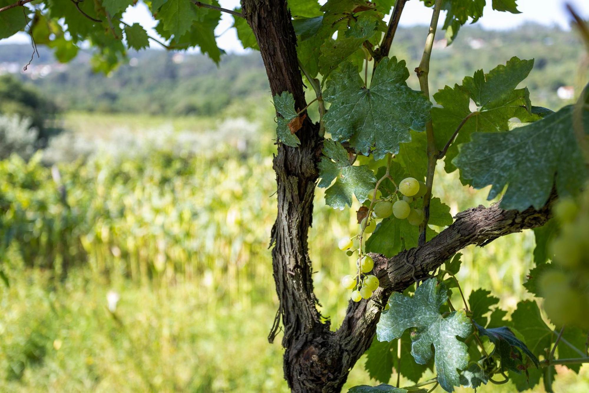 Quinta Da Comenda São Pedro do Sul Zewnętrze zdjęcie